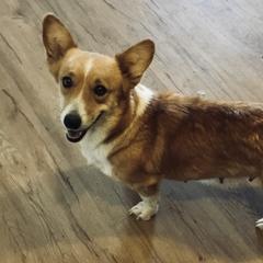Riata - Pembroke Welsh Corgi