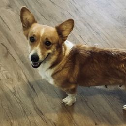 Riata - Pembroke Welsh Corgi