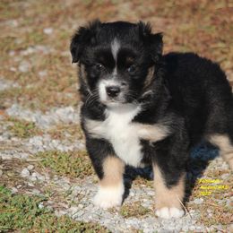 Hera - Black tri female Miniature American Shepherd puppy in Hillsdale, Michigan from Faithwalk Aussies and Mini American Shepherds