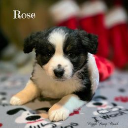 Puppy 2 - Black tri female Miniature American Shepherd puppy in Ellensburg, Washington from Wiggle Rump Ranch