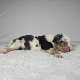 Duke - Blue merle male Catahoula Leopard Dog puppy in Doerun, Georgia from Twig & Tail Puppies