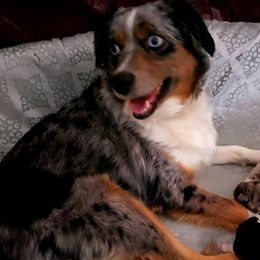 Miniature Australian Shepherds from Outback Kennel