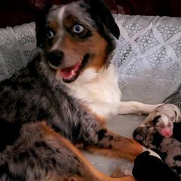 Miniature Australian Shepherds from Outback Kennel