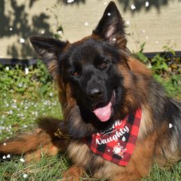 German Shepherd Puppies from AceHaven Canines