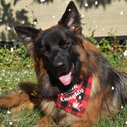 German Shepherd Puppies from AceHaven Canines