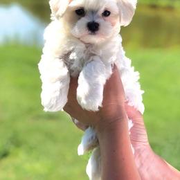 Maltese Puppies from Oak Grove Maltese