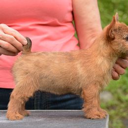 Labrador Retriever and Norwich Terrier Puppies from Rockycreek