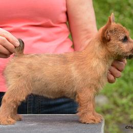 Labrador Retriever and Norwich Terrier Puppies from Rockycreek