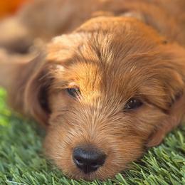 Chanel - Red  female Goldendoodle puppy in Las Vegas, Nevada from Puppies of the West