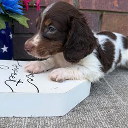 Ollie - Piebald male Dachshund puppy in Tribbey, Oklahoma from Skyview Doxie Ranch