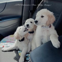 Benny - Golden male Golden Retriever puppy in Murfreesboro, Tennessee from ATW Retrievers