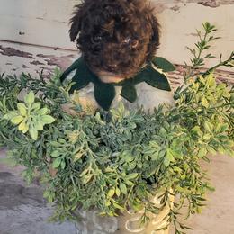 Poodle Puppies from Pacific NW Pups