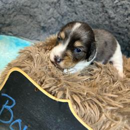Skipper Boy 4 - Dapple male Dachshund puppy in Bigfork, Minnesota from Dachshunds Up North