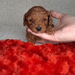 Joy (F1b) - Brown female Cavapoo puppy in Centerton, Arkansas from Velvet Paws Cavapoos