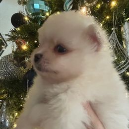 Nugget - Cream parti male Pomeranian puppy in Interlachen, Florida from DK DARLINGS