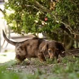 Cena - Red male Dachshund puppy in Tallahassee, Florida from EntityDachs