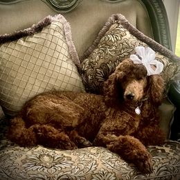 Poodle Puppies from Prissy Pants Poodles LLC