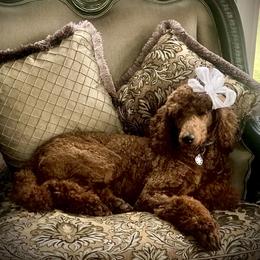 Poodle Puppies from Prissy Pants Poodles LLC