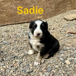 Sadie - Saddleback sable female Border Collie puppy in Milton, Pennsylvania from C&C Border Collies