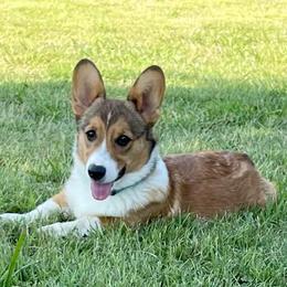 Pembroke Welsh Corgis from Wishing Star Puppies / Corgis