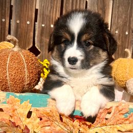 Harris - Black and tan male American Corgi puppy in Los Lunas, New Mexico from Blue Diamond Welsh corgis
