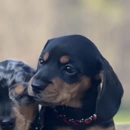 Dawn - Black and tan female Dachshund puppy in Choccolocco, Alabama from Ace’s Doxies