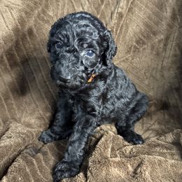 Pumpkin (Orange Collar) - Black female Poodle puppy in League City, Texas from Chauffeured Poodles