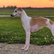 Sporty Mixes from Sound Off Sport Dogs
