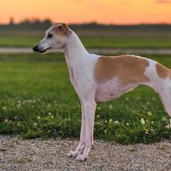 Sporty Mixes from Sound Off Sport Dogs