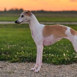 Sporty Mixes from Sound Off Sport Dogs