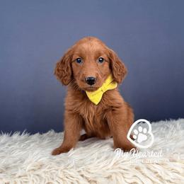 Zion - Red male Companion Cross puppy in Utah County, Utah from Big Hearted Breeders