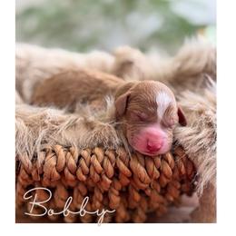 Bobby - Red  male Goldendoodle puppy in Woodland Hills, Utah from The Fairy Paw Mother