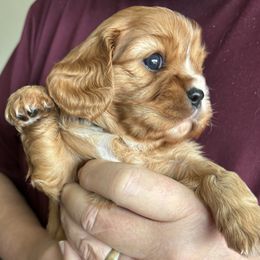 Cavalier King Charles Spaniel Puppies from Crosby's Cavaliers