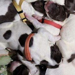 German Shorthaired Pointers from Flying Feather Bird Dogs