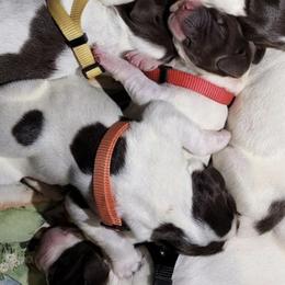 German Shorthaired Pointers from Flying Feather Bird Dogs