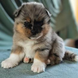 Dante - Merle male Pomsky puppy in Omaha, Nebraska from Wolfpack Pomskies