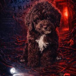 Orange Collar - Brown white and tan male Cockapoo puppy in Richmond, Kentucky from The Doting Doodle