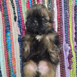 Mint - Tricolor male Shih Tzu puppy in Normal, Illinois from Happy Shih Tzu Homes