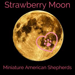 Miniature American Shepherds from Strawberry Moon MAS