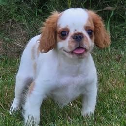 Vanellope - Red and white female English Toy Spaniel puppy in Glenwood City, Wisconsin from NyaStar