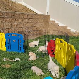 Golden Retriever Puppies from Southern Golden Retrievers