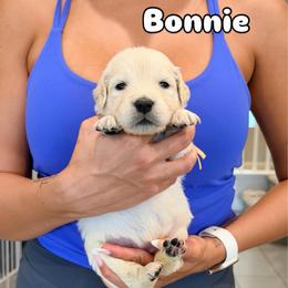 Bonnie - Light golden female Golden Retriever puppy in Las Vegas, Nevada from Robinson Retrievers