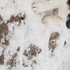 Nord Wachhund Puppies from Nordic Kennels