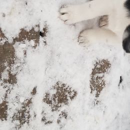 Nord Wachhund Puppies from Nordic Kennels