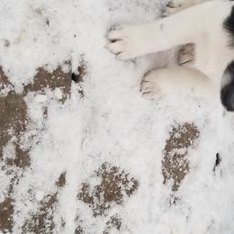 Nord Wachhund Puppies from Nordic Kennels