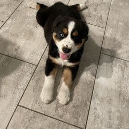 Australian Shepherd Puppies from Happily Ever Aussies