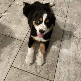 Australian Shepherd Puppies from Happily Ever Aussies
