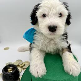 The Little Comedian- Teal Male - Black and white male Sheepadoodle puppy in Camden, North Carolina from Luv My Doodle