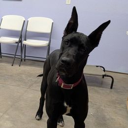 June Wildwood Flower - Great Dane puppy from Follow My Lead Great Danes