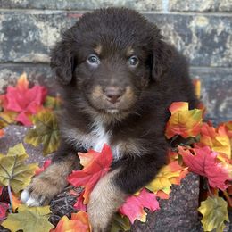 Loki - Red tri-color male Australian Shepherd puppy in Harrah, Oklahoma from Kamm's Aussies